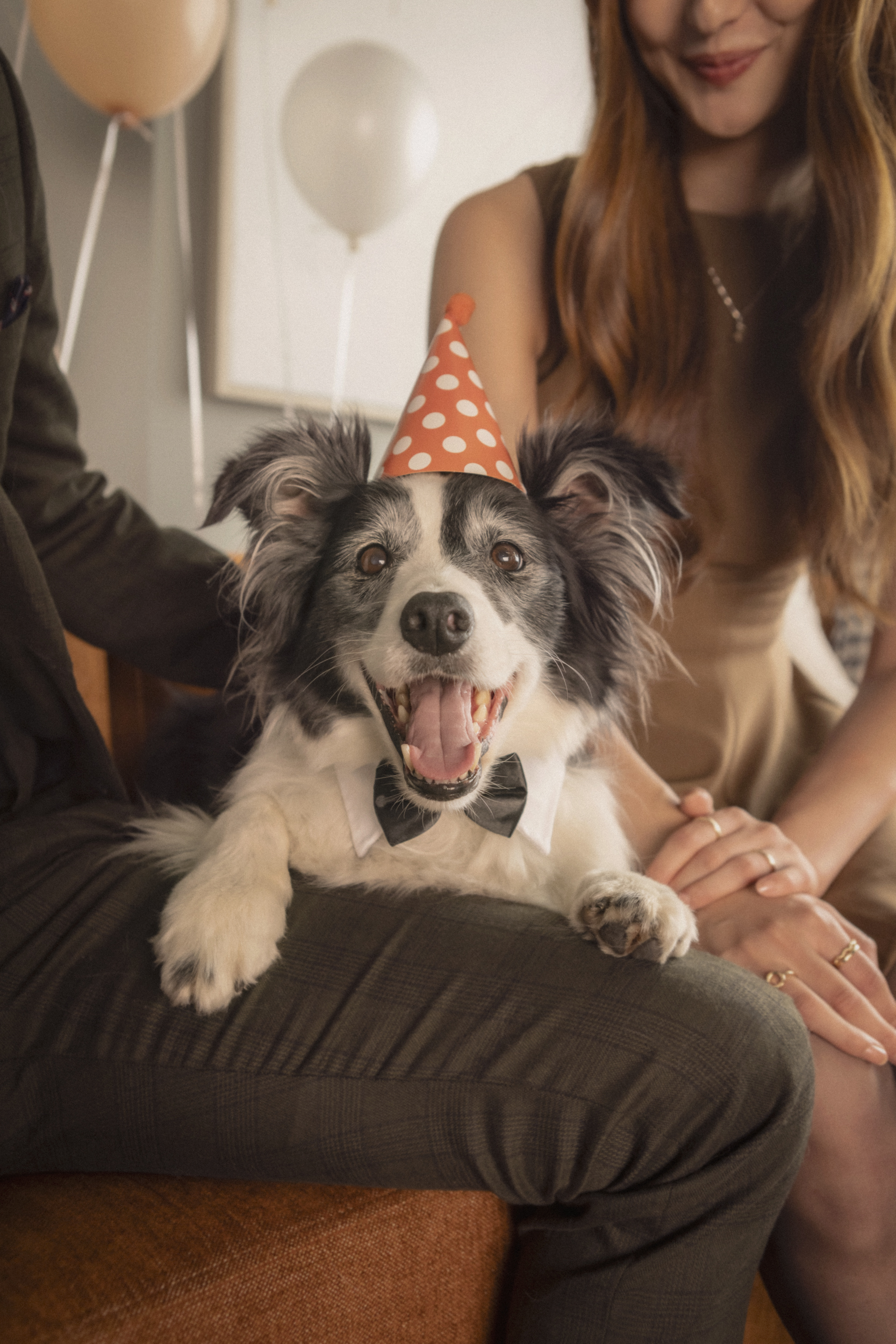 Dog Friendly Homes | Vancouver Real Estate Developer | Peterson